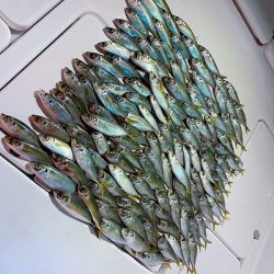 フィシングボートAir(エアー) 釣果