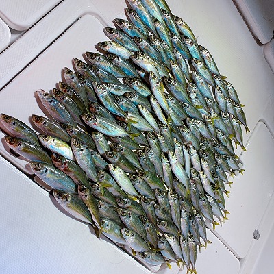 フィシングボートAir(エアー) 釣果