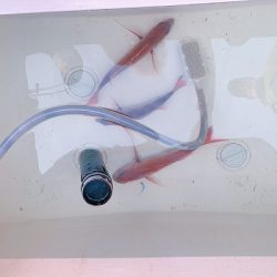 フィシングボートAir(エアー) 釣果