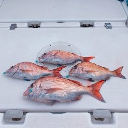 フィシングボートAir(エアー) 釣果