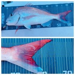 フィシングボートAir(エアー) 釣果