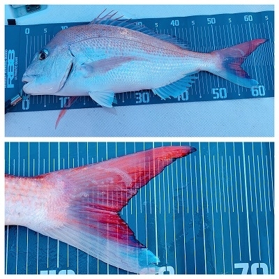 フィシングボートAir(エアー) 釣果