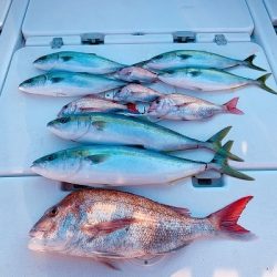 フィシングボートAir(エアー) 釣果