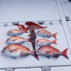 フィシングボートAir(エアー) 釣果