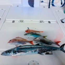 フィシングボートAir(エアー) 釣果