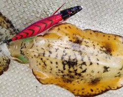 白墨丸 釣果