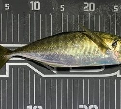 フィシングボートAir(エアー) 釣果