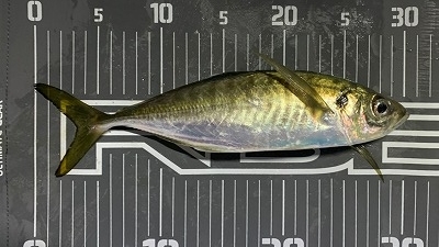 フィシングボートAir(エアー) 釣果