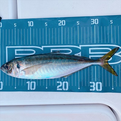 フィシングボートAir(エアー) 釣果