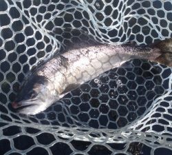 朝霞ガーデン 釣果