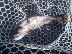 朝霞ガーデン 釣果