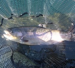 朝霞ガーデン 釣果