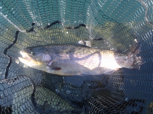 朝霞ガーデン 釣果