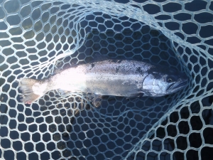 朝霞ガーデン 釣果
