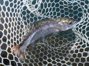 朝霞ガーデン 釣果