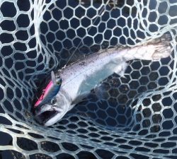 朝霞ガーデン 釣果