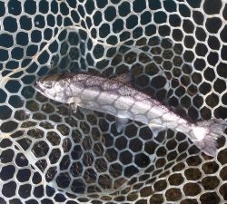 朝霞ガーデン 釣果