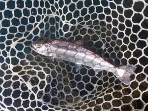 朝霞ガーデン 釣果