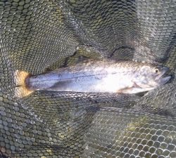 朝霞ガーデン 釣果