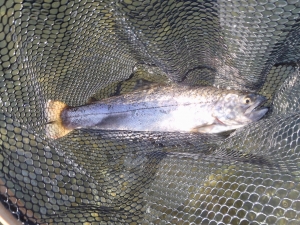 朝霞ガーデン 釣果