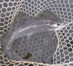 朝霞ガーデン 釣果