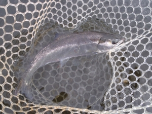 朝霞ガーデン 釣果