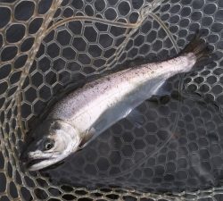 朝霞ガーデン 釣果