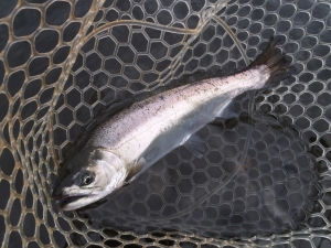 朝霞ガーデン 釣果