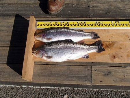 志高湖フィッシング 釣果