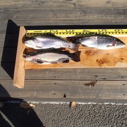 志高湖フィッシング 釣果