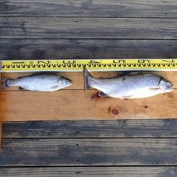 志高湖フィッシング 釣果