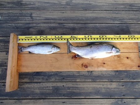 志高湖フィッシング 釣果