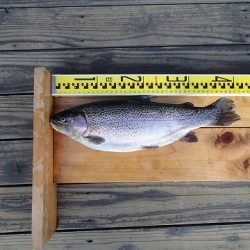 志高湖フィッシング 釣果