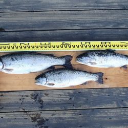 志高湖フィッシング 釣果