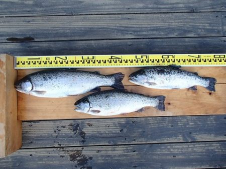 志高湖フィッシング 釣果