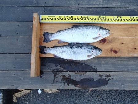 志高湖フィッシング 釣果