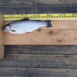 志高湖フィッシング 釣果