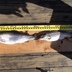 志高湖フィッシング 釣果