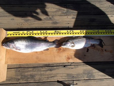 志高湖フィッシング 釣果