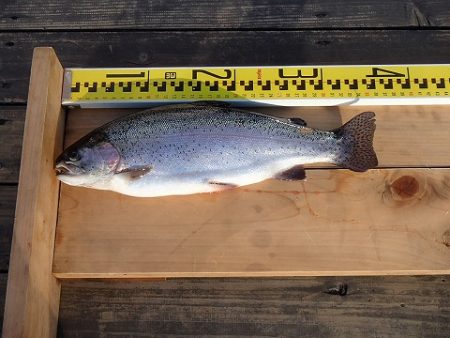 志高湖フィッシング 釣果