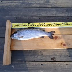 志高湖フィッシング 釣果