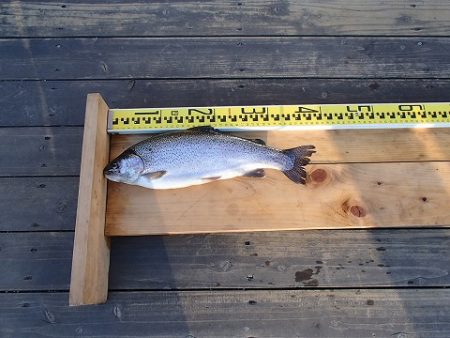 志高湖フィッシング 釣果