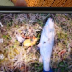 志高湖フィッシング 釣果