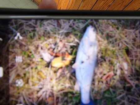 志高湖フィッシング 釣果