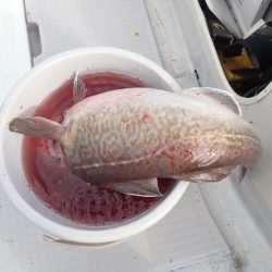 Aquanaut（アクアノート） 釣果