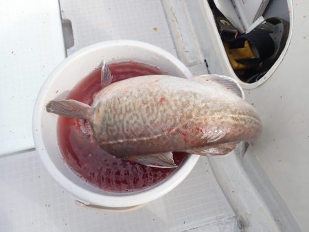 Aquanaut（アクアノート） 釣果