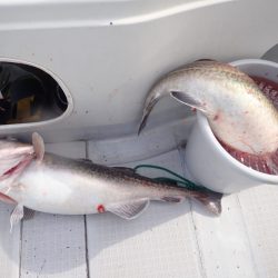 Aquanaut（アクアノート） 釣果