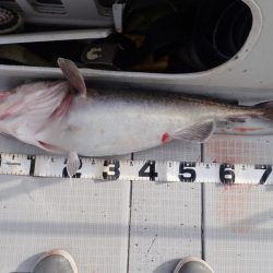 Aquanaut（アクアノート） 釣果