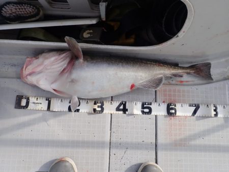 Aquanaut（アクアノート） 釣果