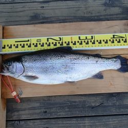 志高湖フィッシング 釣果